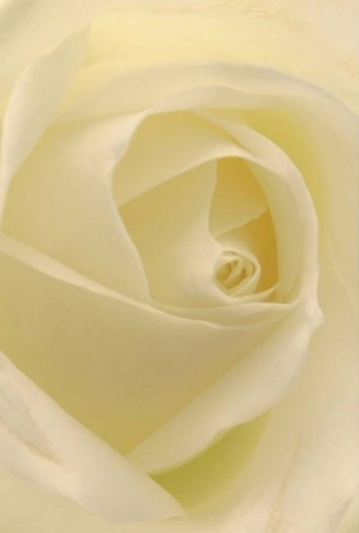 Drawing near to this pristine white rose, you experience the gentle flow of creamy petals, luminous yet calming, captured with the same artistry the local florists bring to Woodside Park's finest events. The bloom seems almost to glow with inner light, its spiraled core a testament to purity and quiet fortitude. Across its surface, delicate gradations of white and cream layer to form a tranquil tableau-mirroring the soft, filtered sunlight that falls upon Woodside Park Avenue in the morning hours. Subtle shadows deepen the textured elegance, adding depth and inviting reflection. As a florist rooted in the Woodside Park community, I see this rose as a perfect tribute for meaningful occasions: a sincere apology, joyful announcement, or the subtle grandeur of a wedding bouquet. The flawless arrangement of every petal speaks to a refined resilience, while the almost tangible scent infuses the air with promise and serenity. Each blossom, shaped by skilled hands and local care, becomes an expression of heartfelt emotion ready for delivery anywhere in Woodside Park.